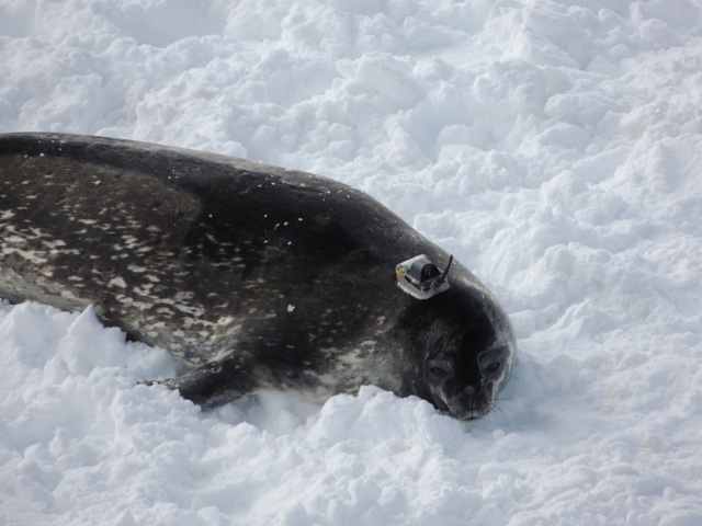 Seal tagging